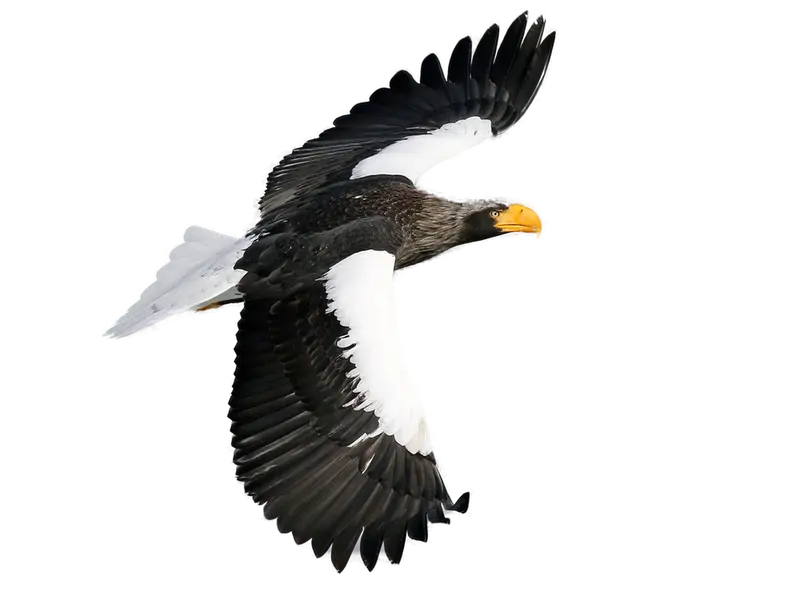 Sea eagle wing spread flying on sky 