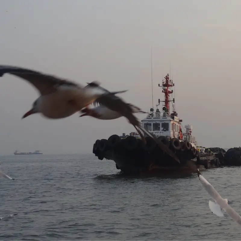 Sea Eagle Flying in front of Ship