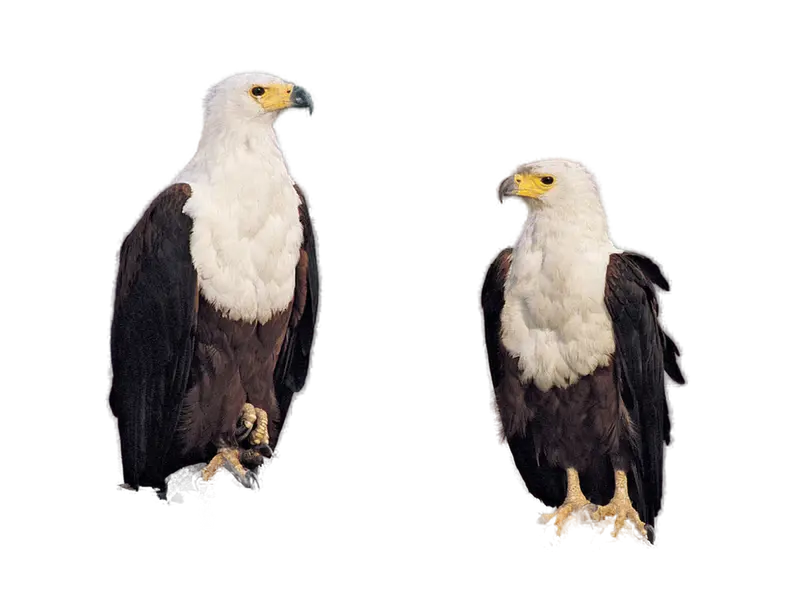 Sea Eagle Pair 