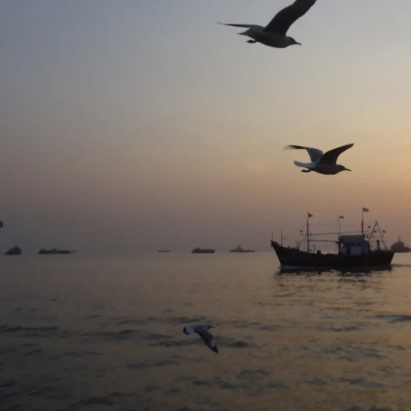 Sea Eagle pair fly with Ship