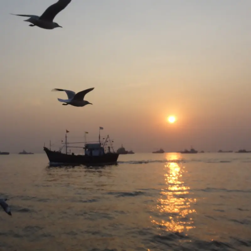 Sea eagle Pair fly with ship at sunrise 