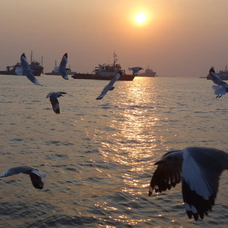 Sea eagle flying with sun rise