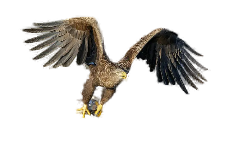 Hunting on Sea Eagle Style Move 