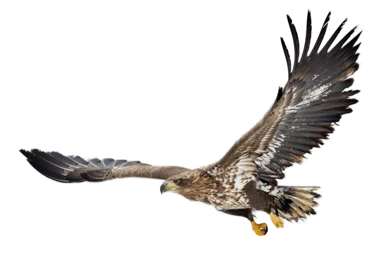 Sea eagle fly wings in the sky 