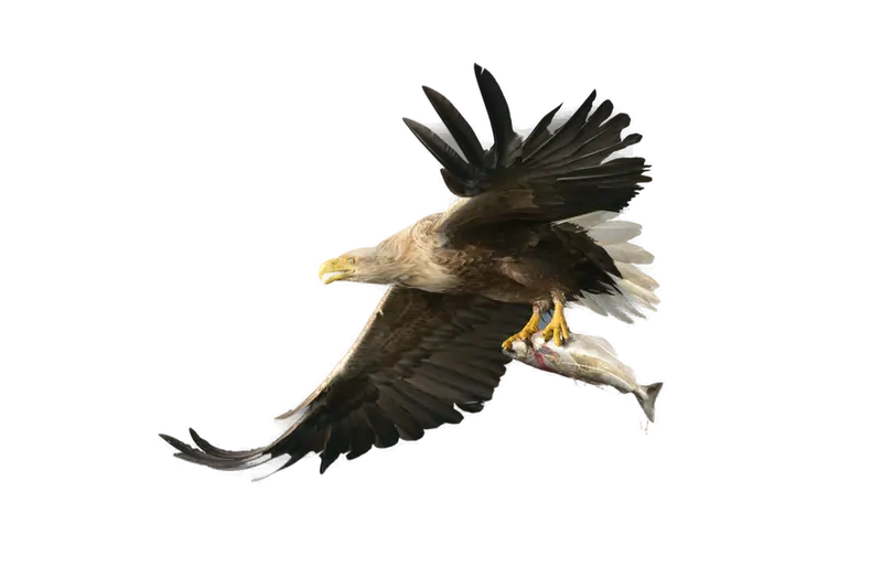 Sea eagle fish hunter king 