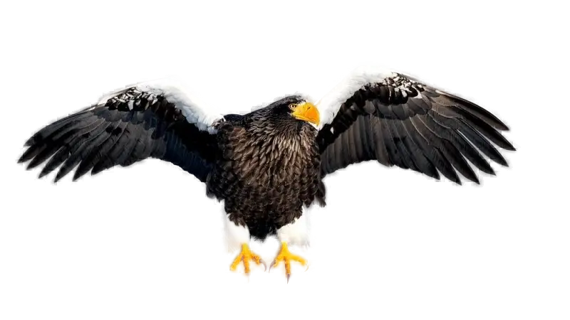 King sea eagle