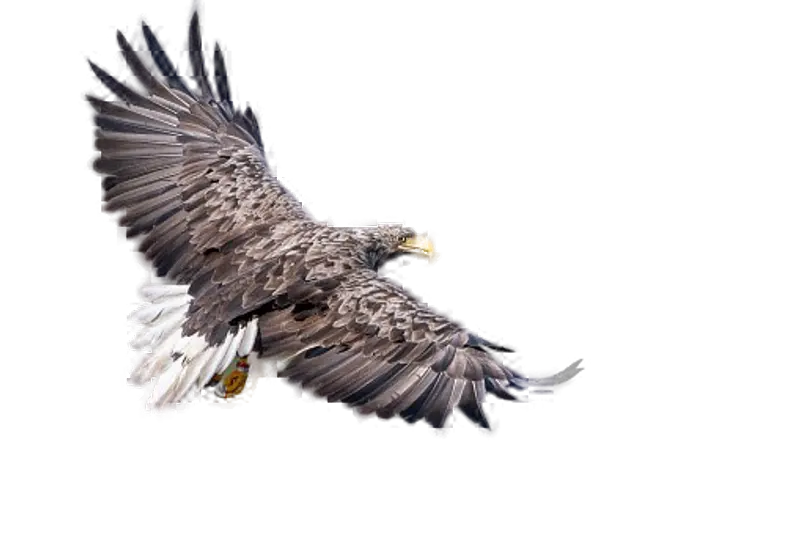 Sea eagle flying bird eye view