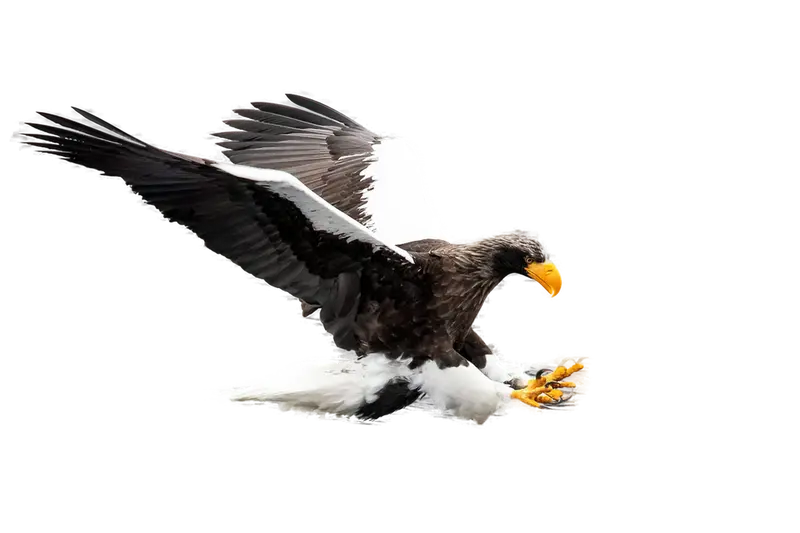 Sea Eagle Hunting Dive Move 