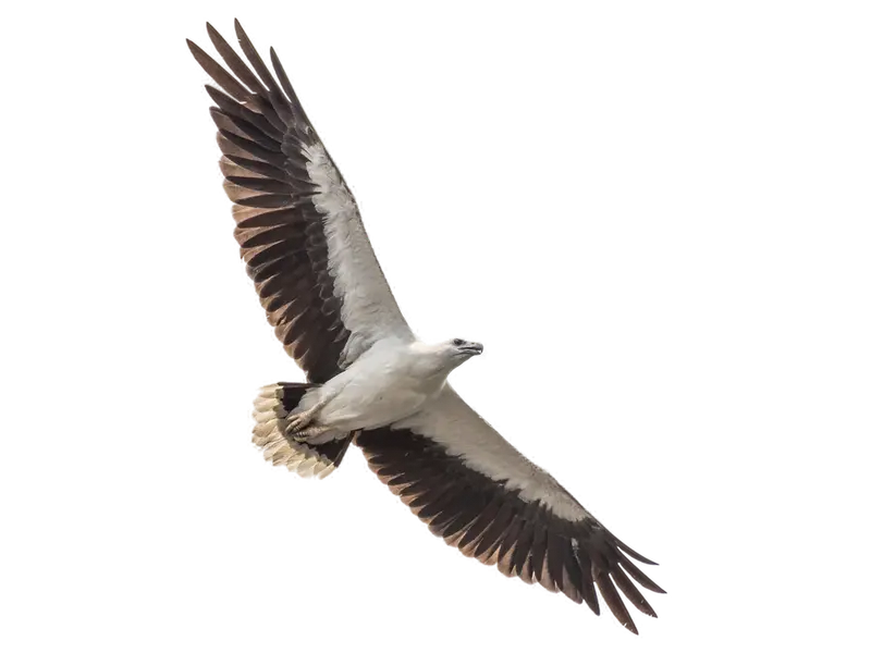 White Sea eagle flying 