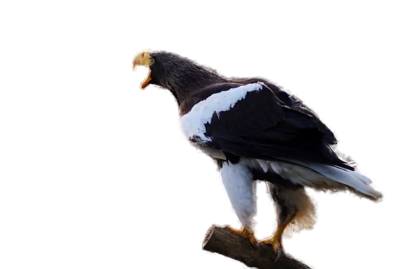 Sea eagle standing on tree